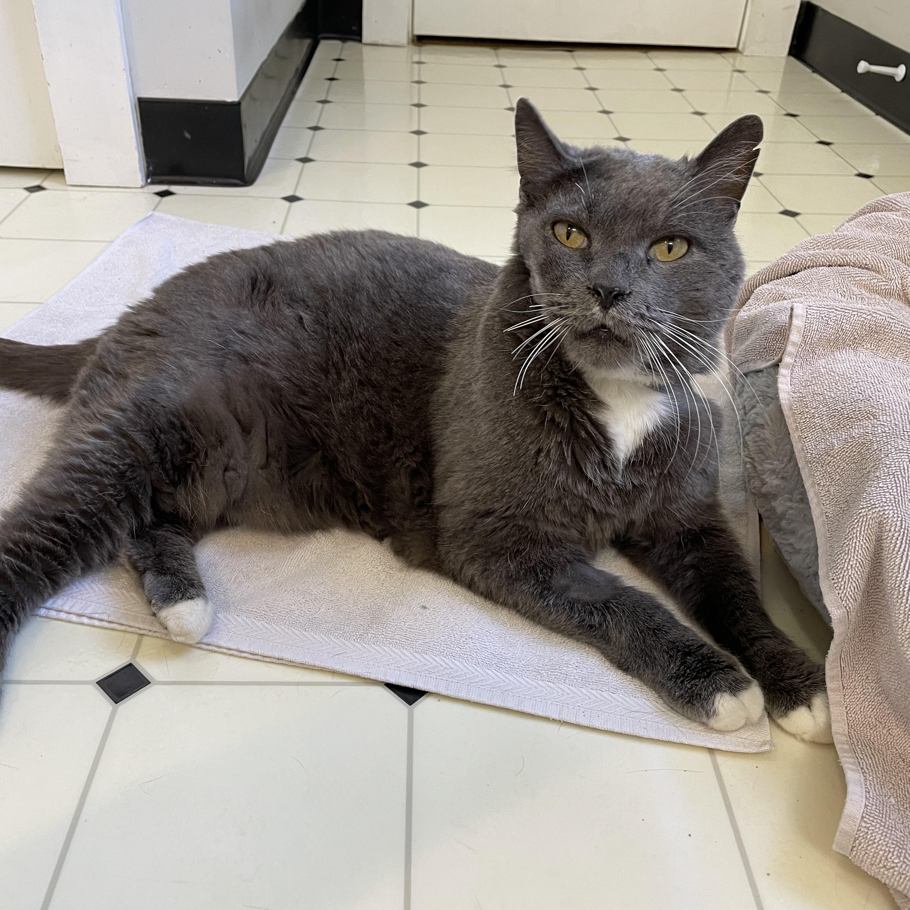 Enlarge Gigantor, a ADOPTABLE mixed breed in Scranton, PA image 3/4