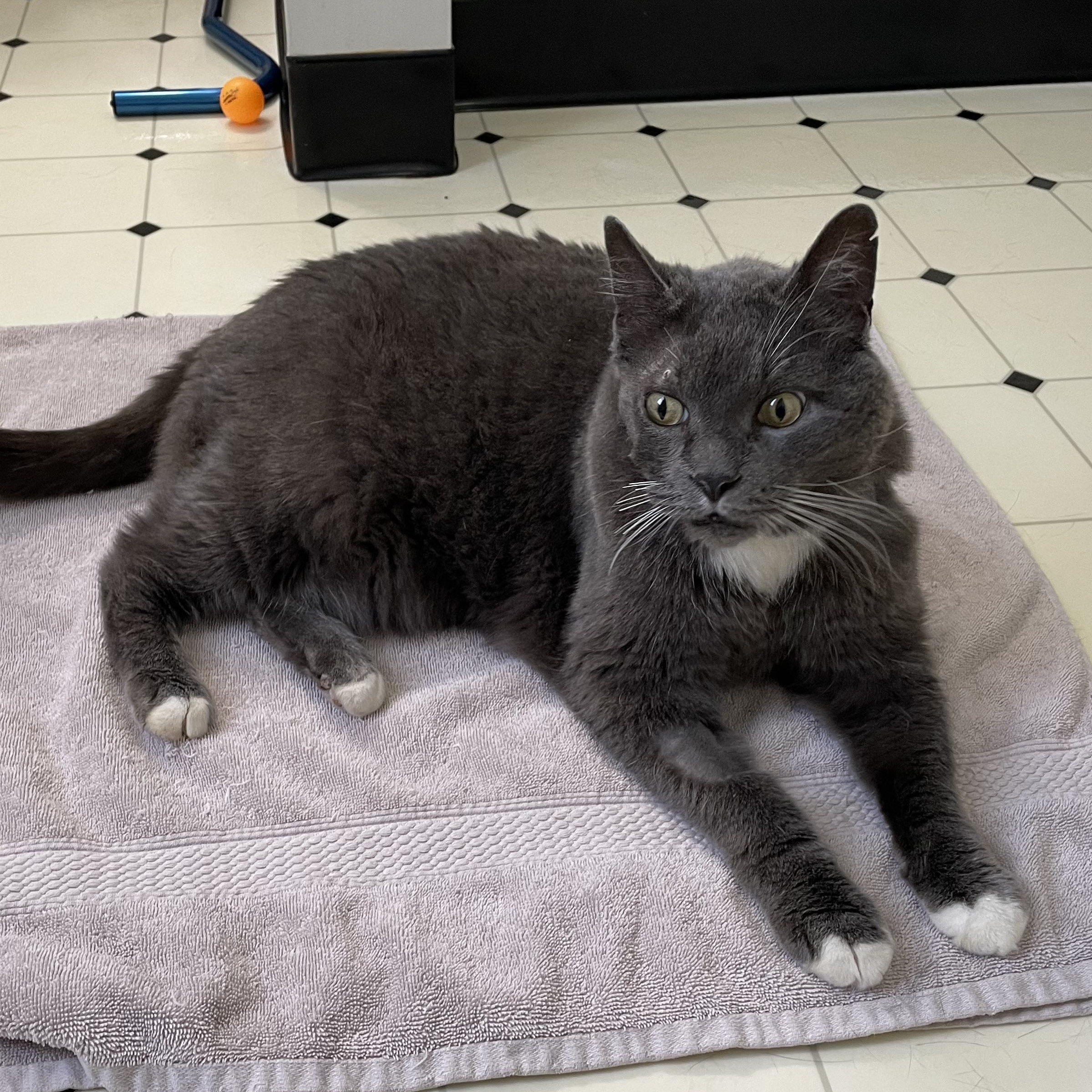 Enlarge Gigantor, a ADOPTABLE mixed breed in Scranton, PA image 4/4