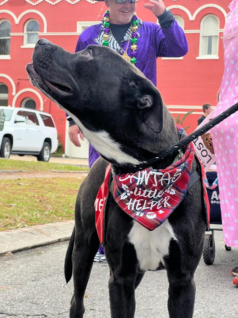 Enlarge Chicago, a Adoptable mixed breed in Saint Francisville, LA image 1/6