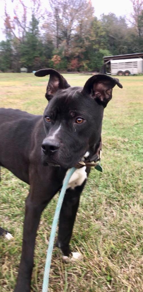 Chicago, a Adoptable mixed breed in Saint Francisville, LA image 5/6