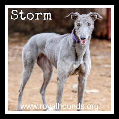 Storm, ADOPTABLE, Senior Female Greyhound.