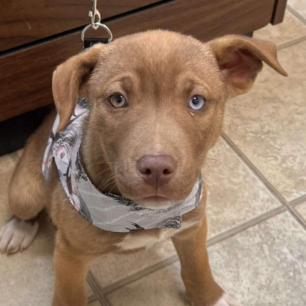 Noel (in PA), Adoptable, Puppy Male Retriever.