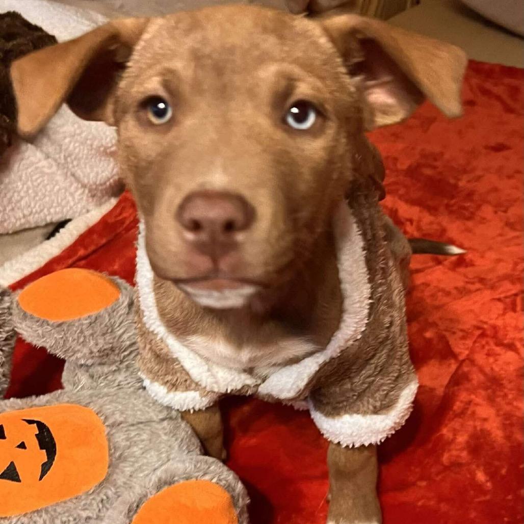 Enlarge Noel (in PA), a Adoptable Retriever in Huntsville, AL image 2/5