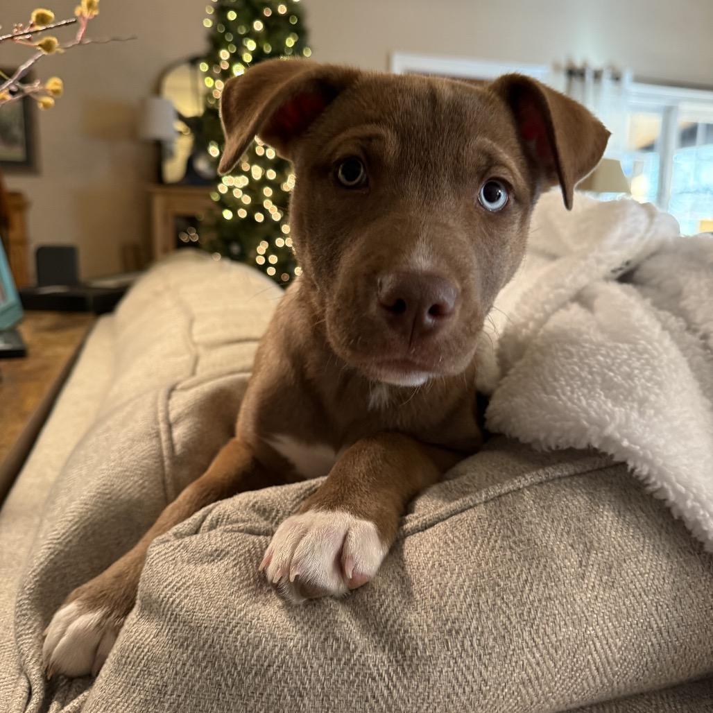 Enlarge Noel (in PA), a Adoptable Retriever in Huntsville, AL image 3/5