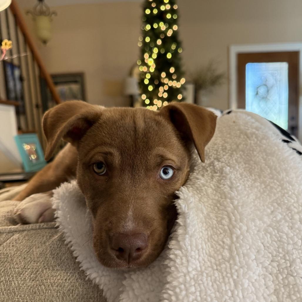 Enlarge Noel (in PA), a Adoptable Retriever in Huntsville, AL image 4/5