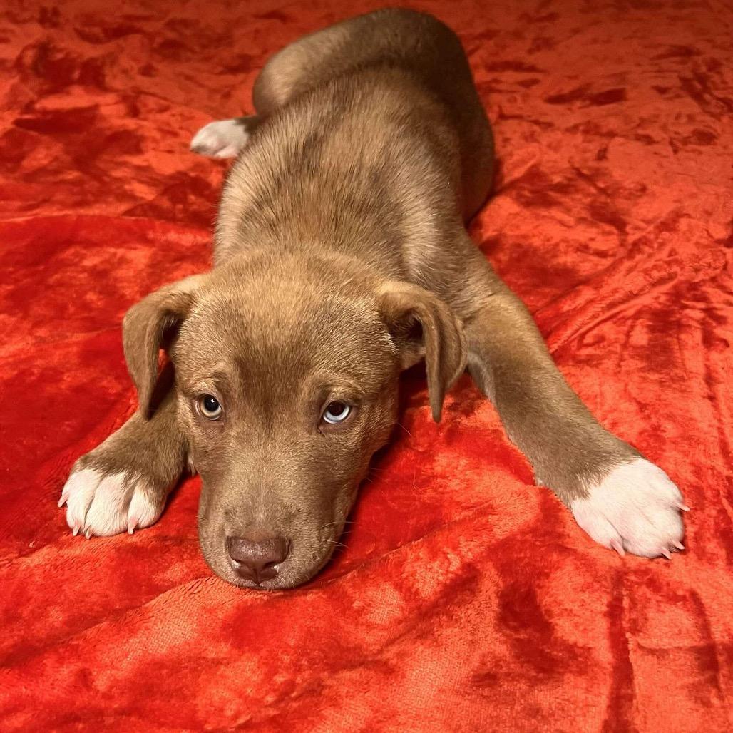 Enlarge Noel (in PA), a Adoptable Retriever in Huntsville, AL image 5/5