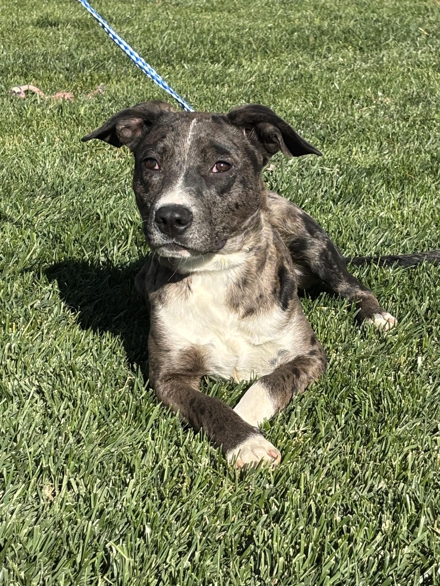 Enlarge Bruce, a Adoptable mixed breed in Quincy, WA image 1/1