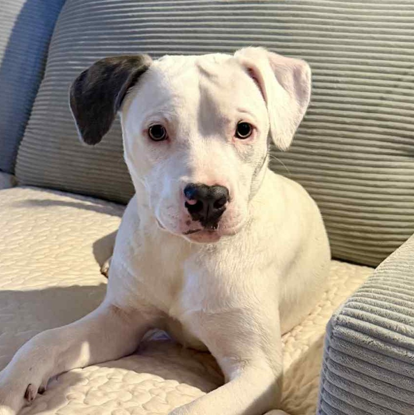 Enlarge Marky, a ADOPTABLE mixed breed in Redmond, WA image 2/6