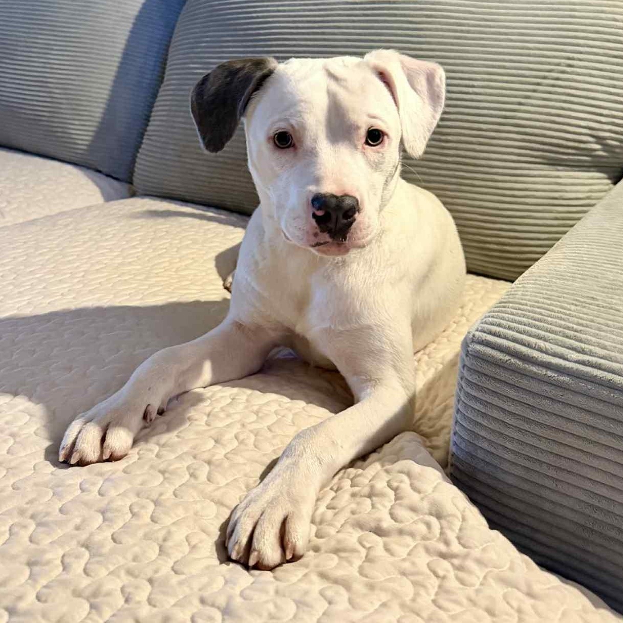 Enlarge Marky, a ADOPTABLE mixed breed in Redmond, WA image 1/6