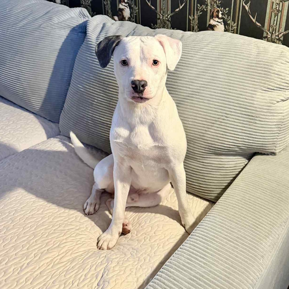 Marky, ADOPTABLE, Young Male Mixed Breed.
