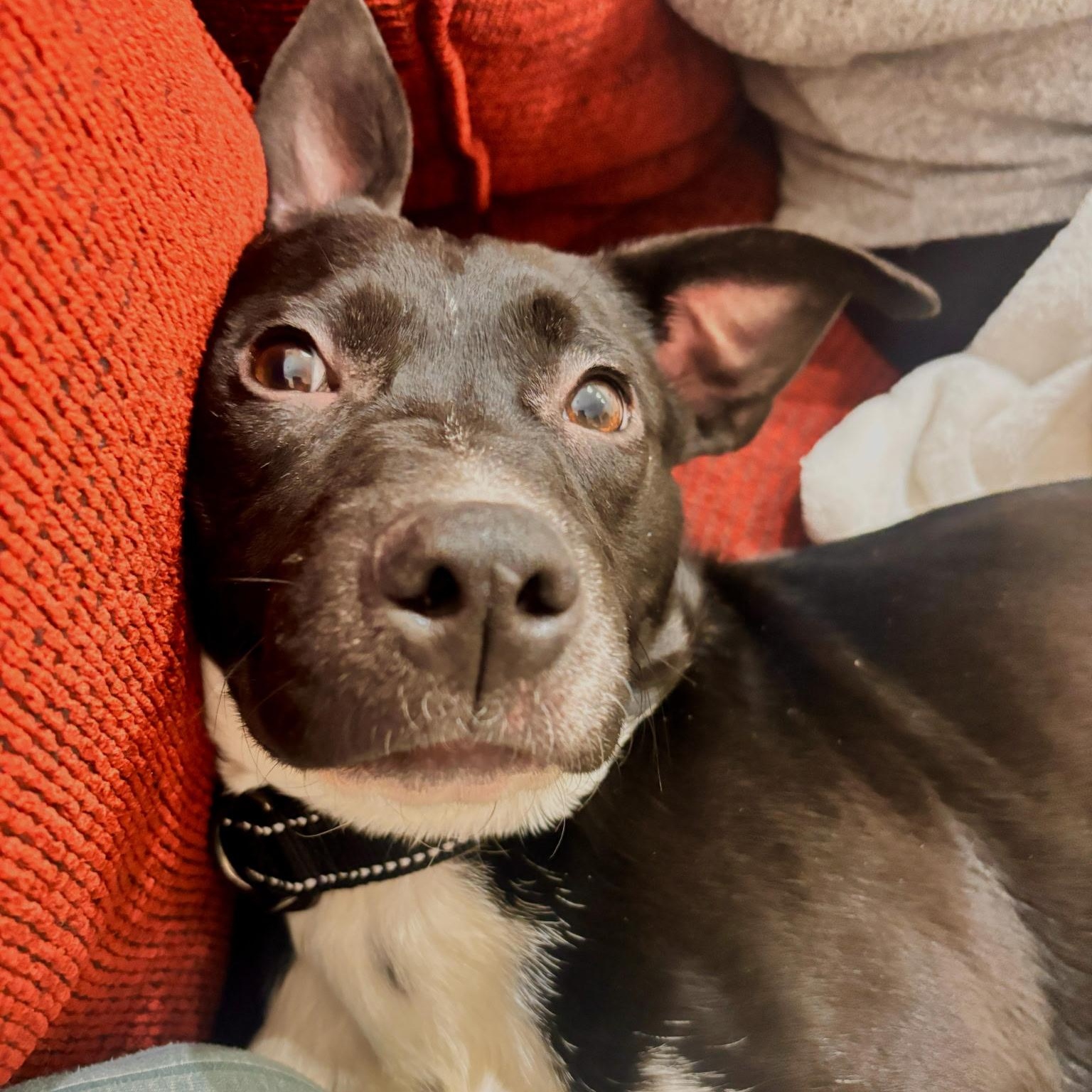 Enlarge Cassie, an adoptable mixed breed in Marietta, GA image 1/2