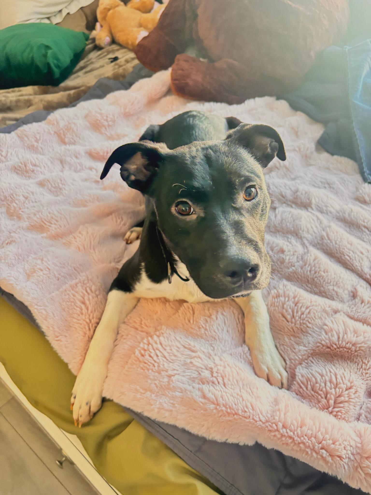 Enlarge Cassie, an adoptable mixed breed in Marietta, GA image 2/2