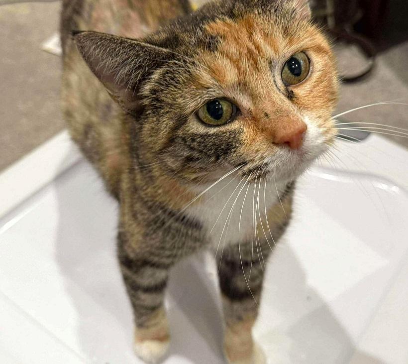 Enlarge CHERRY BLOSSOM, a ADOPTABLE Domestic Short Hair in Pegram, TN image 1/1