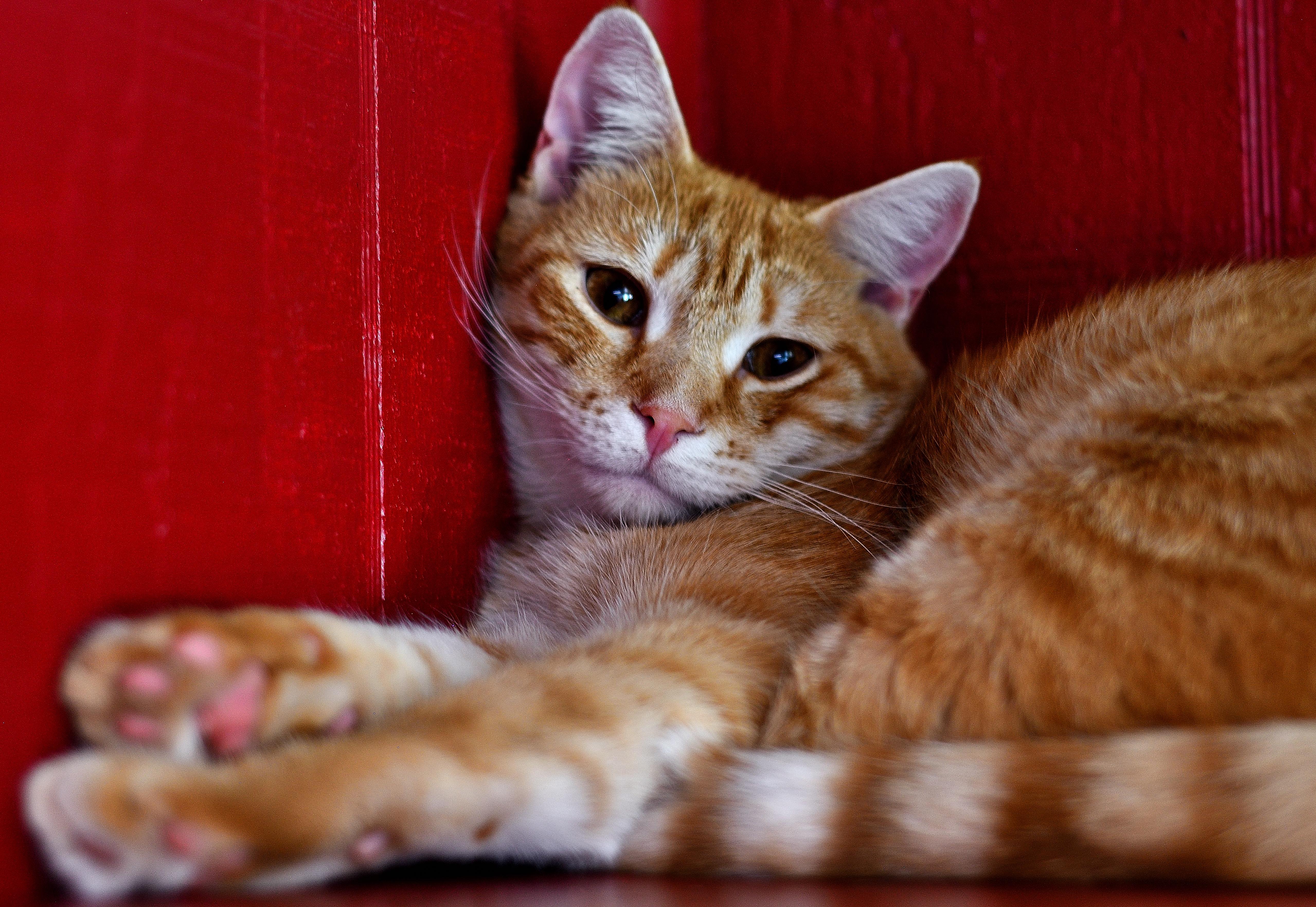 COPPER J. - HANDSOME, QUIET BOY 2
