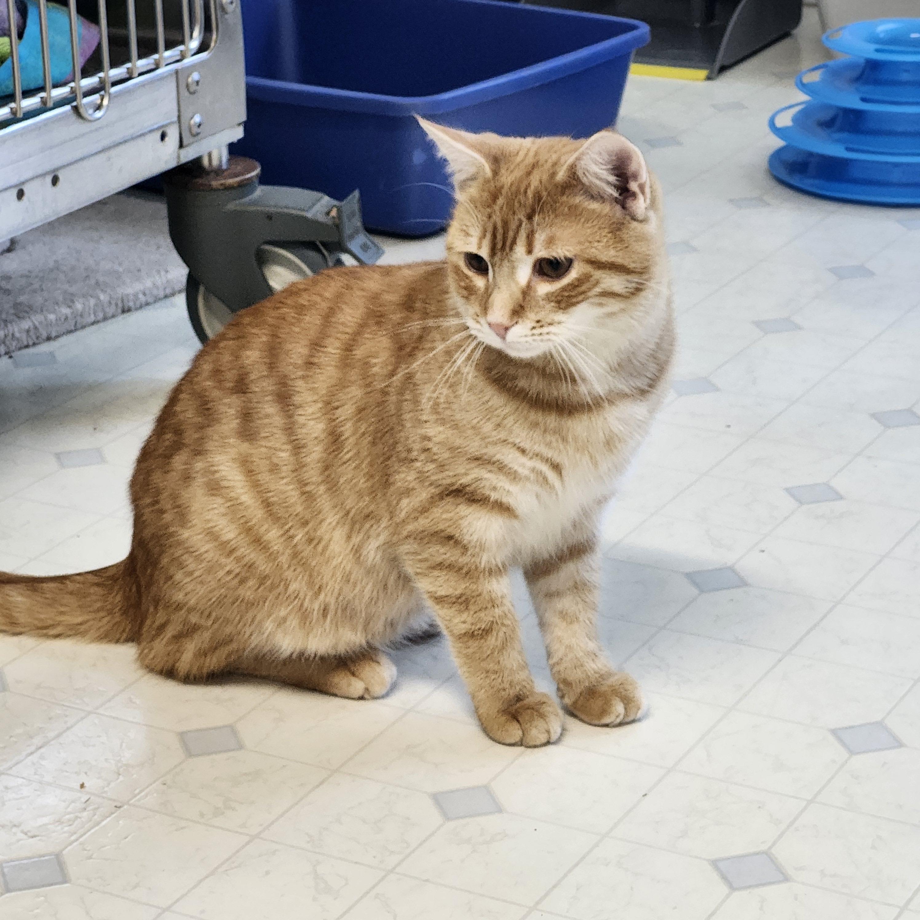 COPPER J. - HANDSOME, QUIET BOY 4