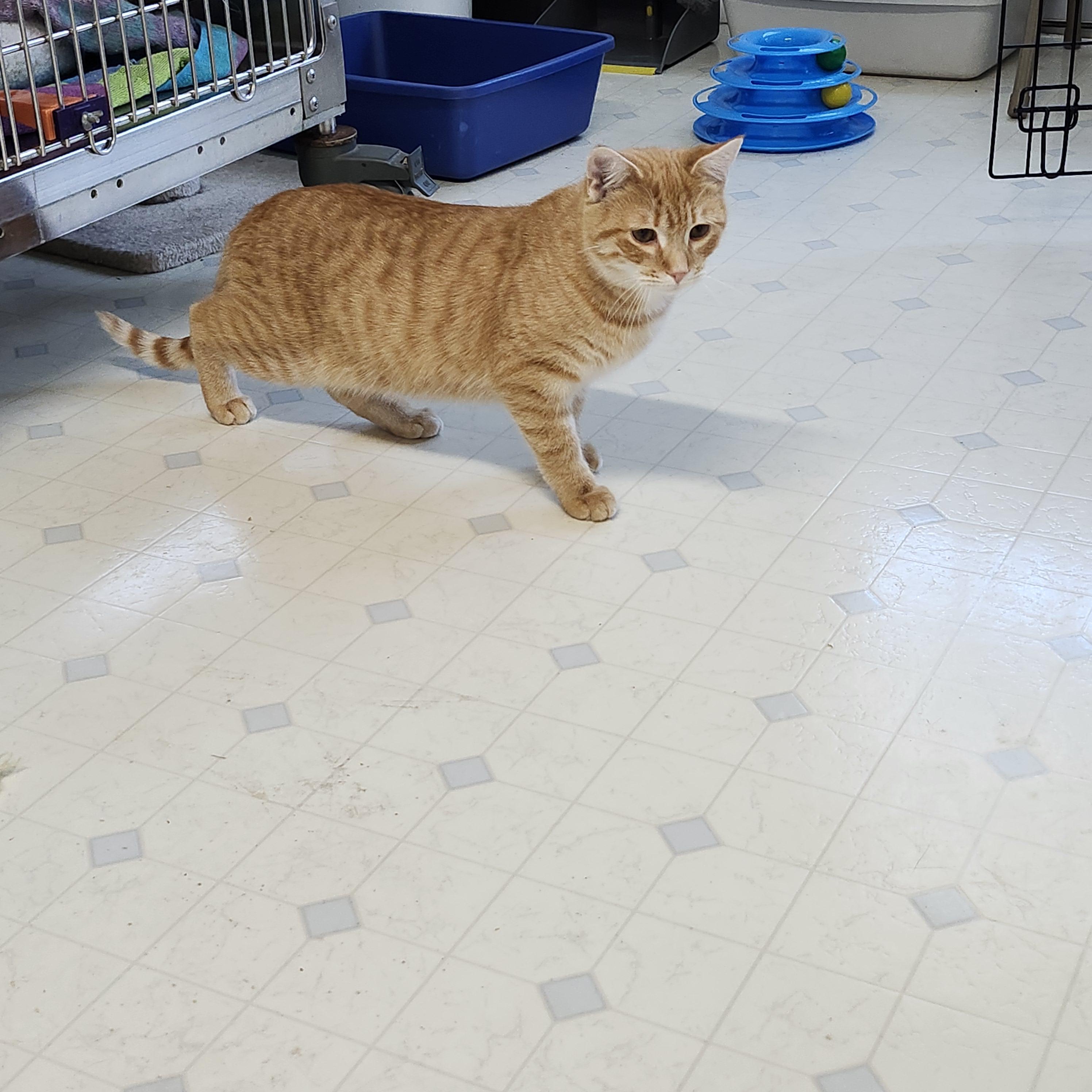 COPPER J. - HANDSOME, QUIET BOY 5