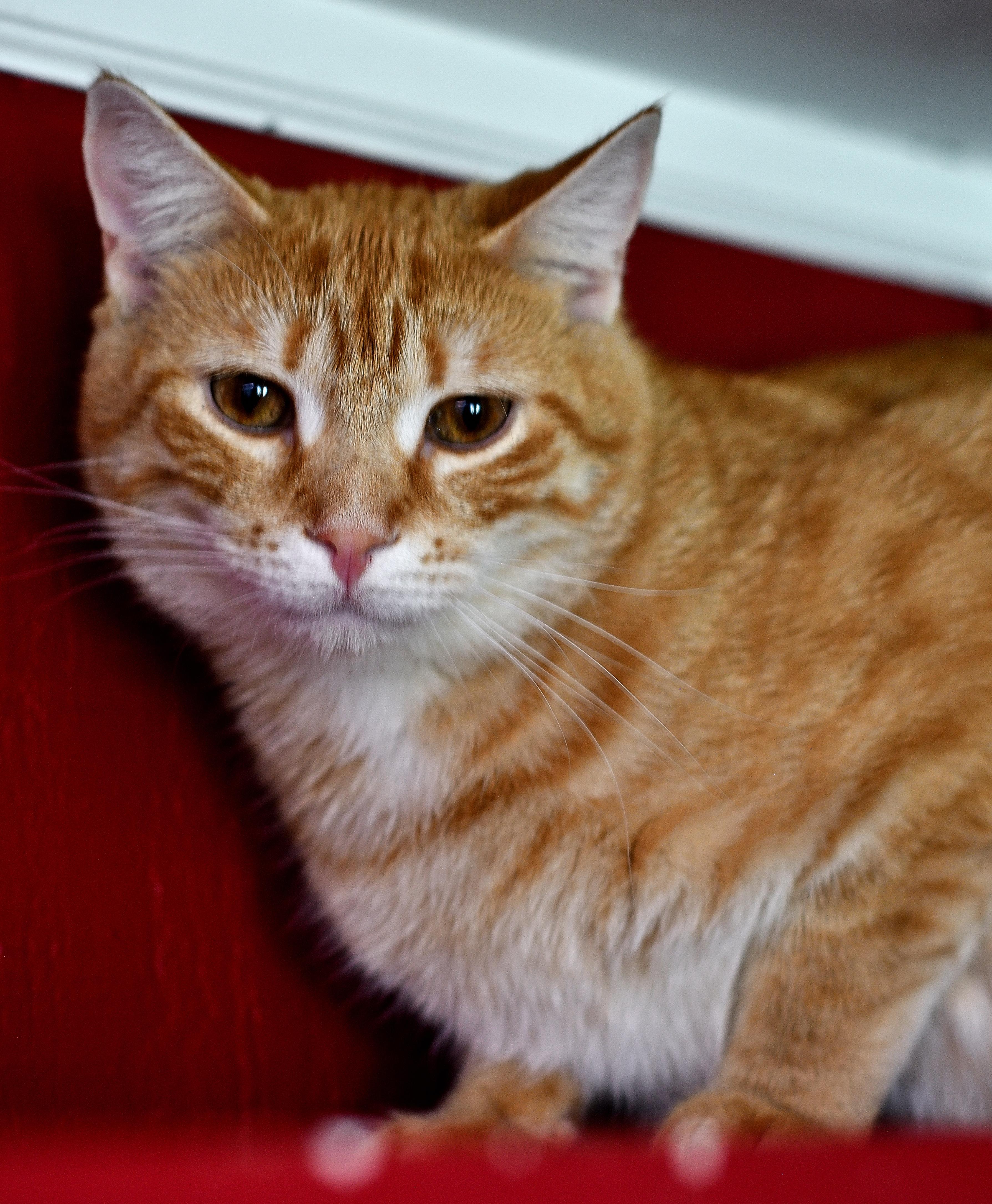 COPPER J. - HANDSOME, QUIET BOY 3