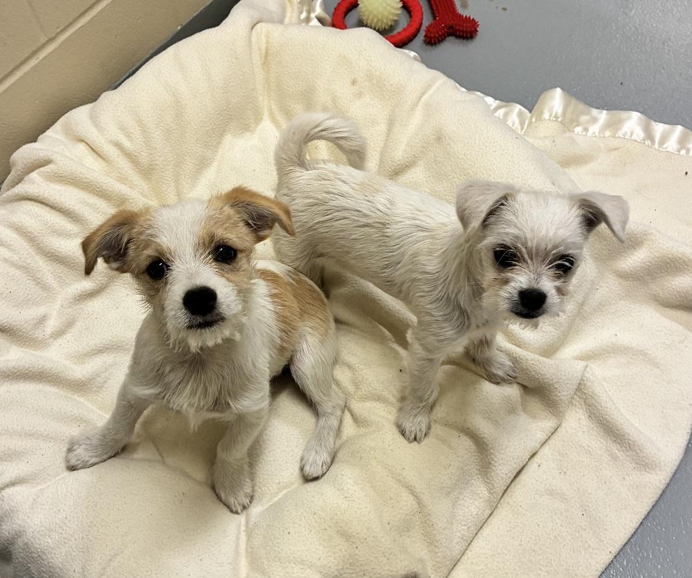 Regina, an adopted mixed breed in Mason City, IA image 2/2