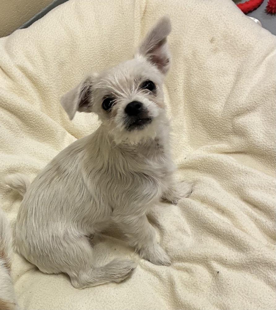 Regina, an adopted mixed breed in Mason City, IA image 1/2