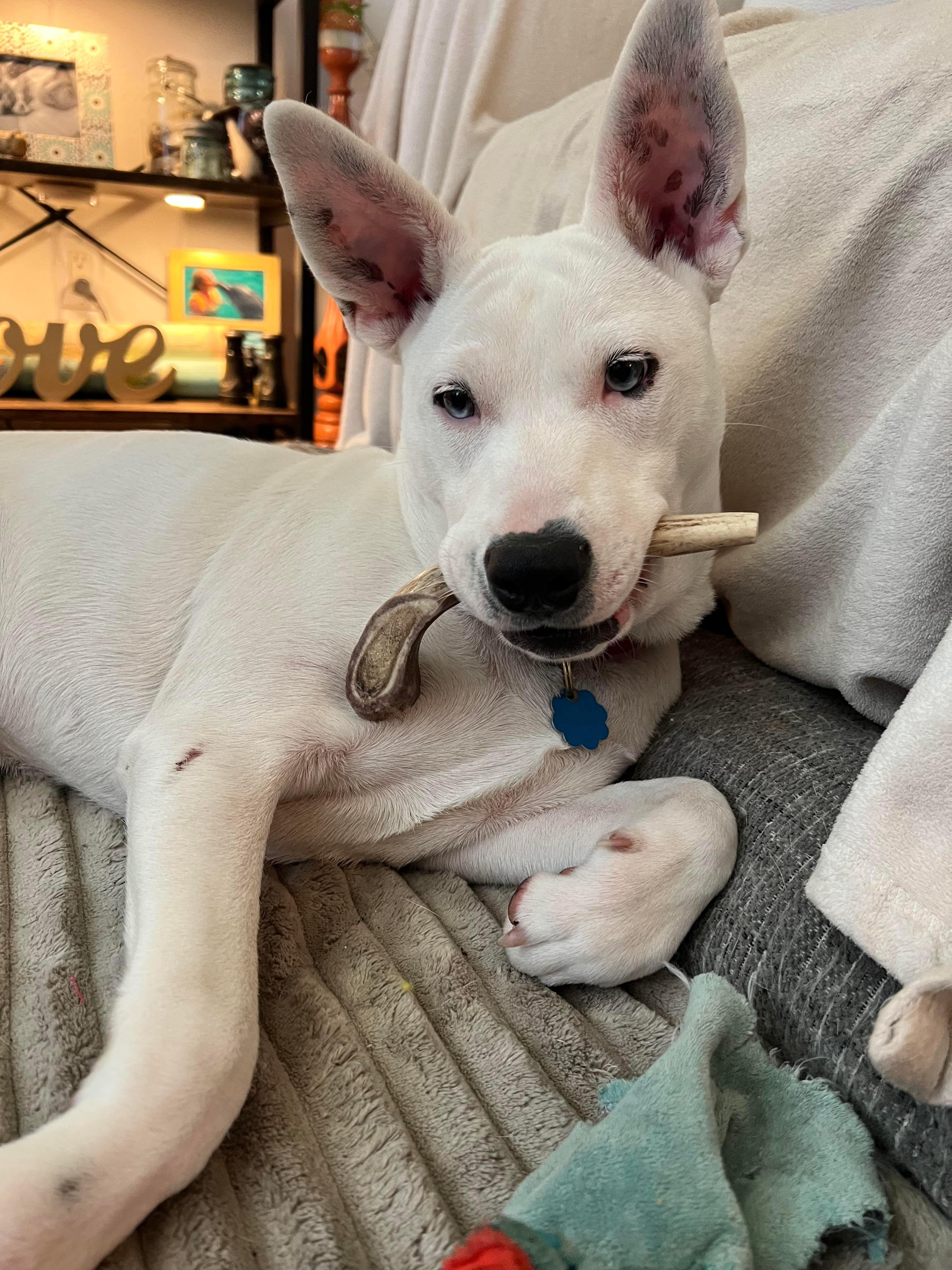 Enlarge Tallulah, a Adopted mixed breed in Houston, TX image 1/6