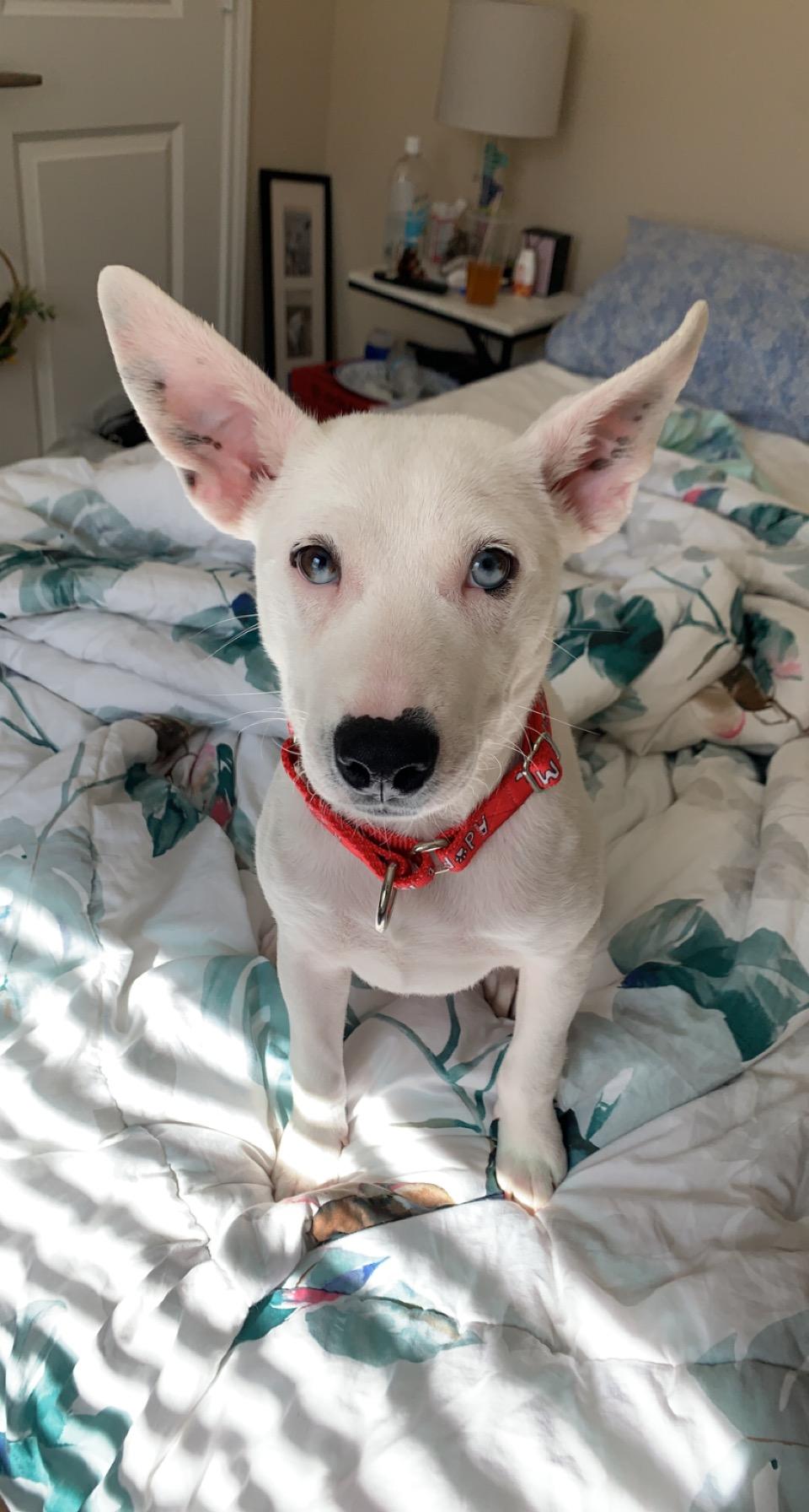 Enlarge Tallulah, a Adopted mixed breed in Houston, TX image 2/6