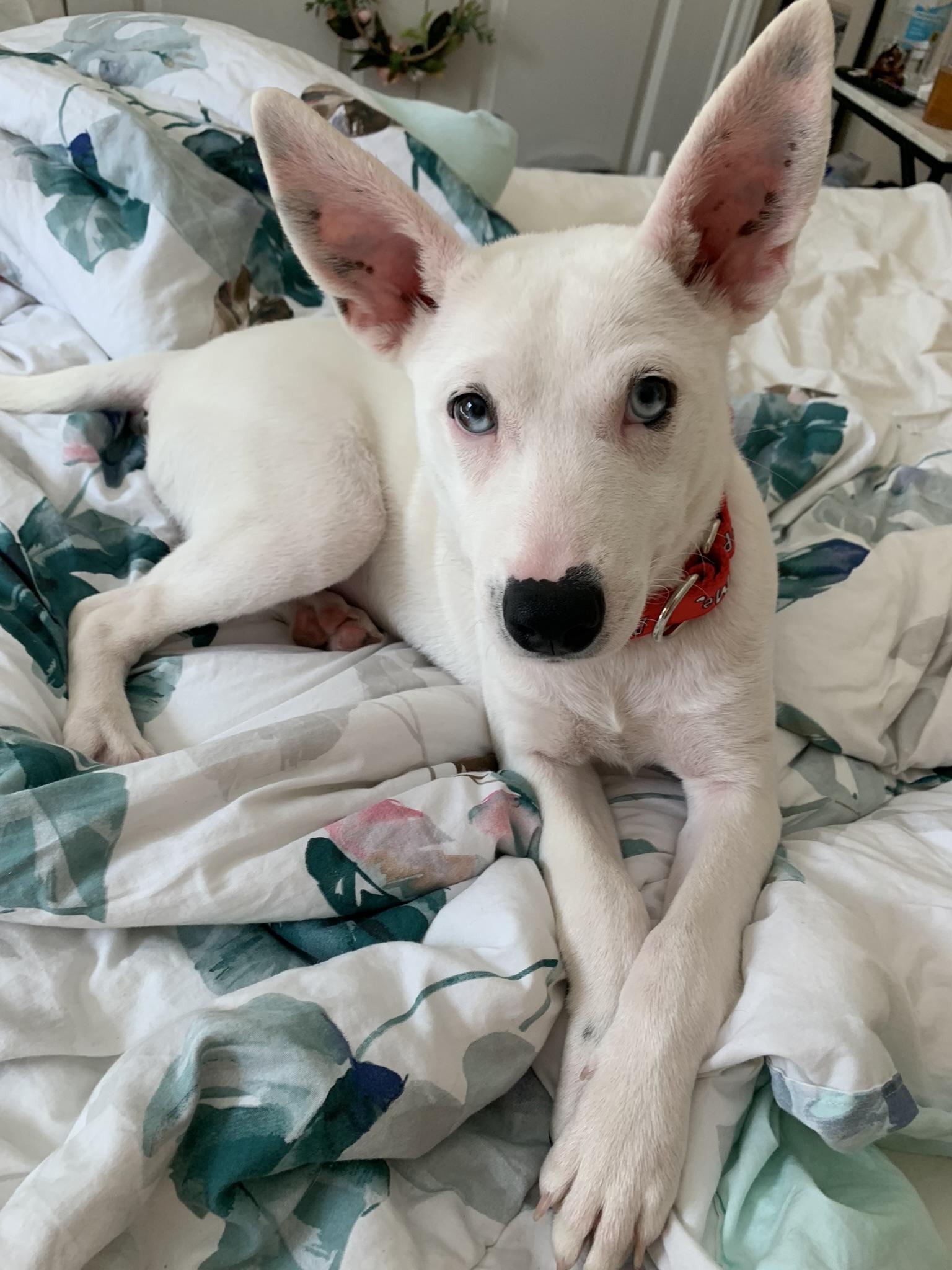 Enlarge Tallulah, a Adopted mixed breed in Houston, TX image 3/6