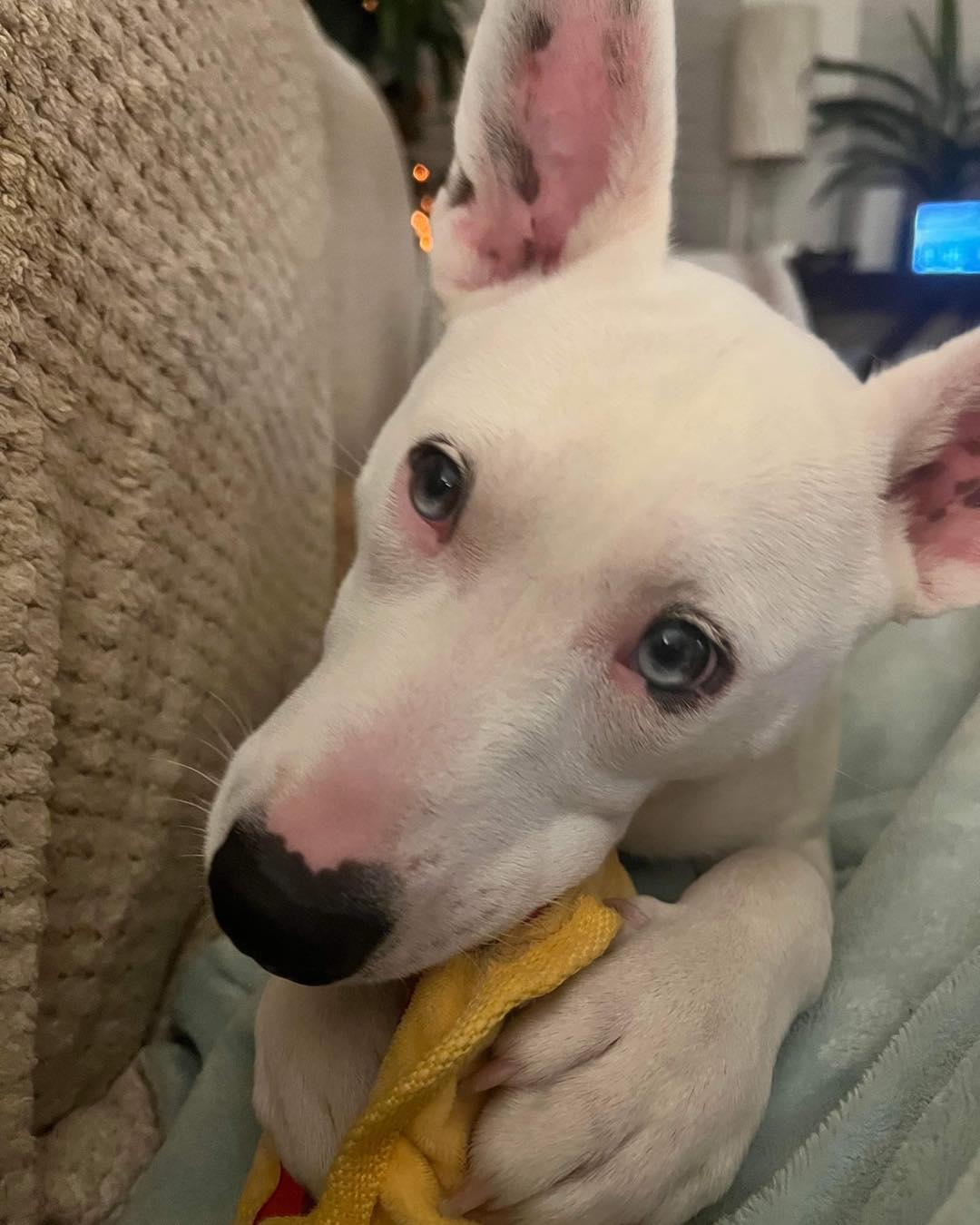 Enlarge Tallulah, a Adopted mixed breed in Houston, TX image 5/6