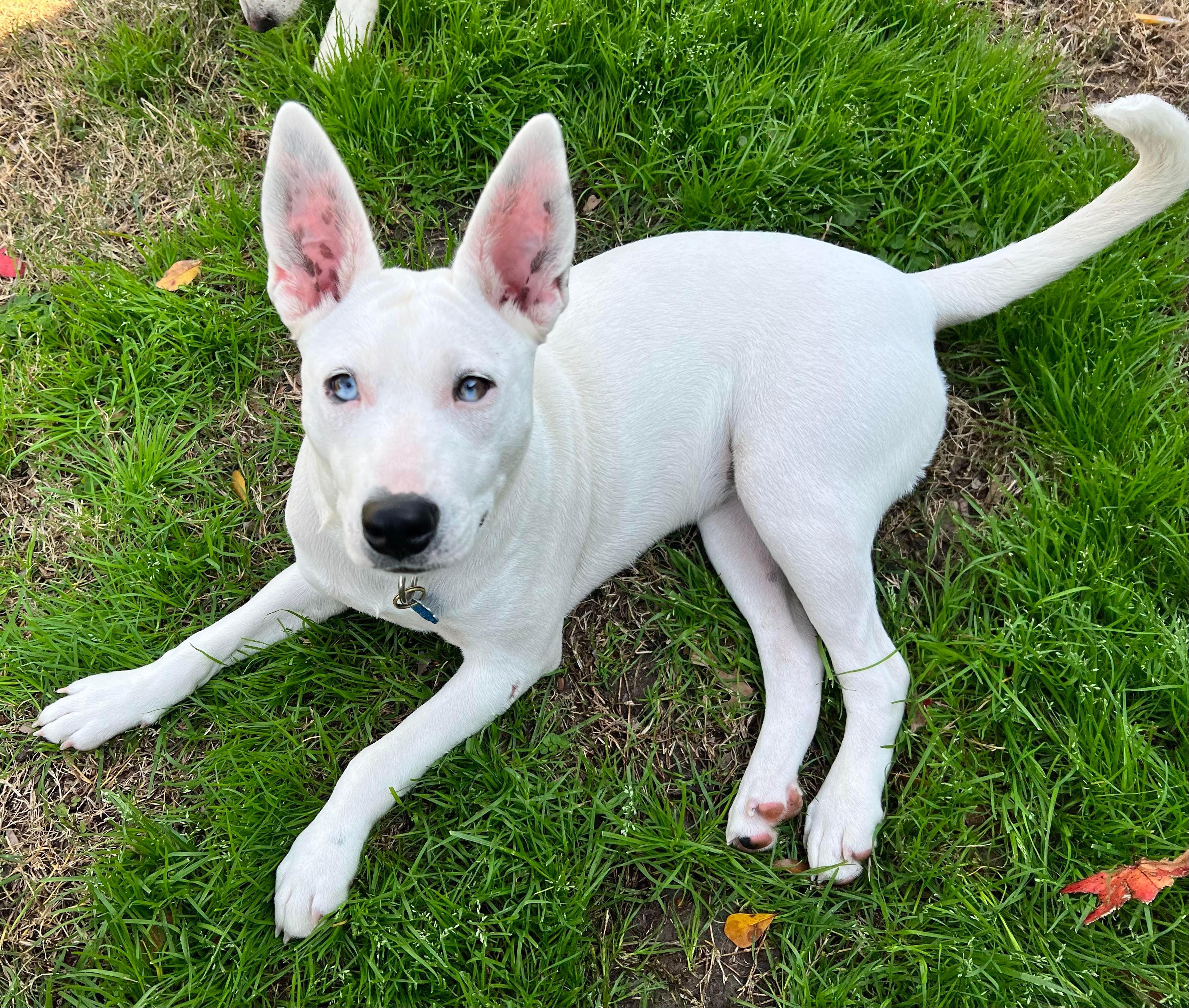 Enlarge Tallulah, a Adopted mixed breed in Houston, TX image 6/6