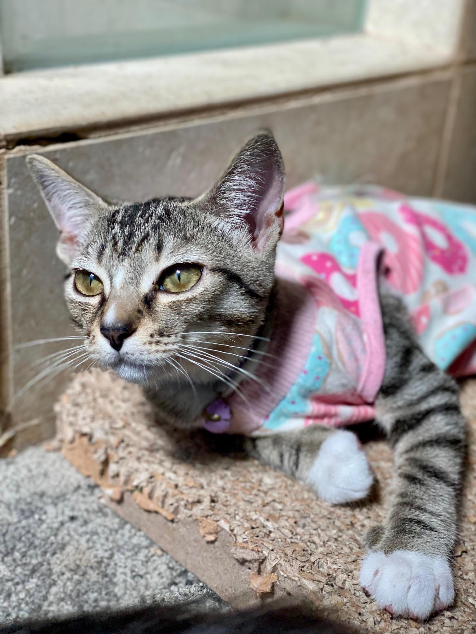 Enlarge Marissa, a Adoptable Domestic Short Hair in Seal Beach, CA image 1/3