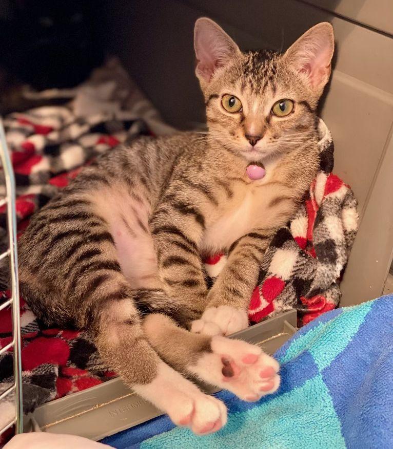 Enlarge Marissa, a Adoptable Domestic Short Hair in Seal Beach, CA image 2/3