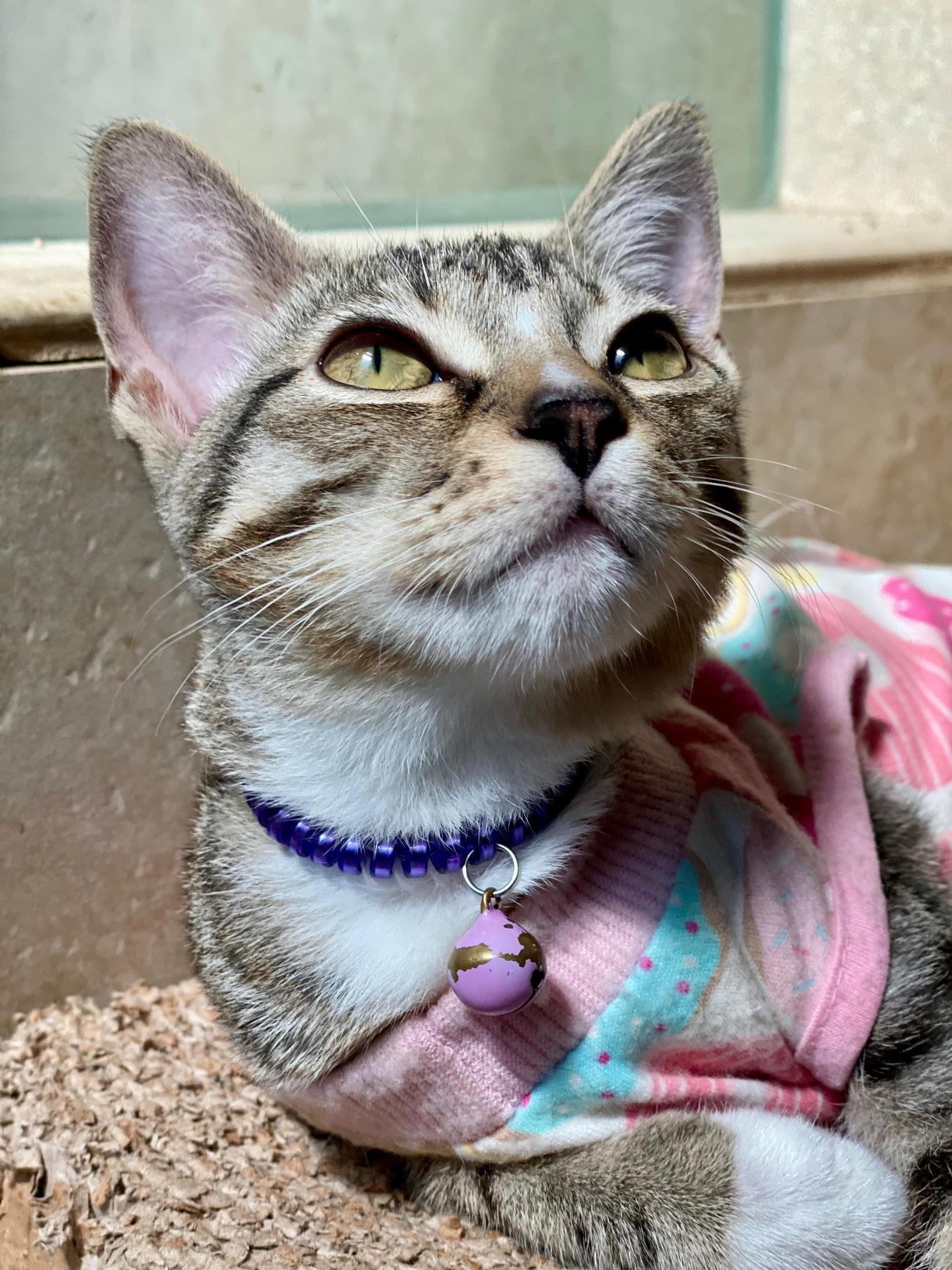 Enlarge Marissa, a Adoptable Domestic Short Hair in Seal Beach, CA image 3/3