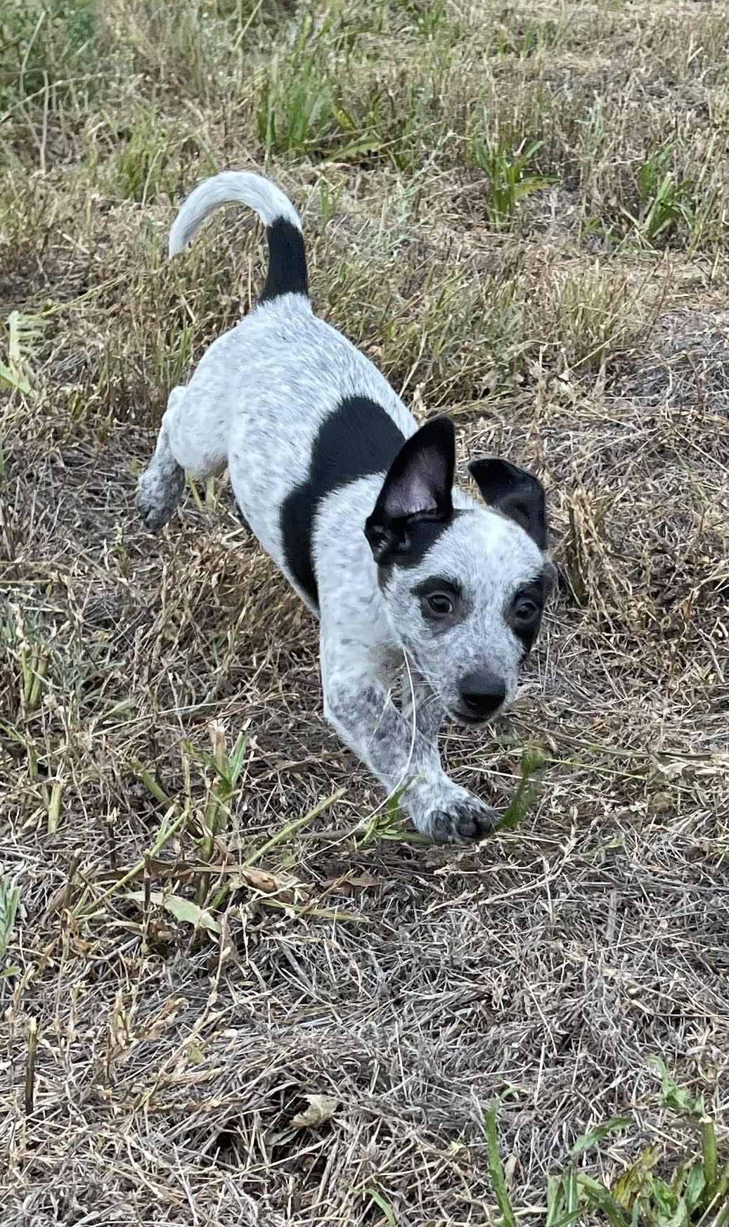 Enlarge Johnny Bee, an adopted mixed breed in Denver, CO image 2/6