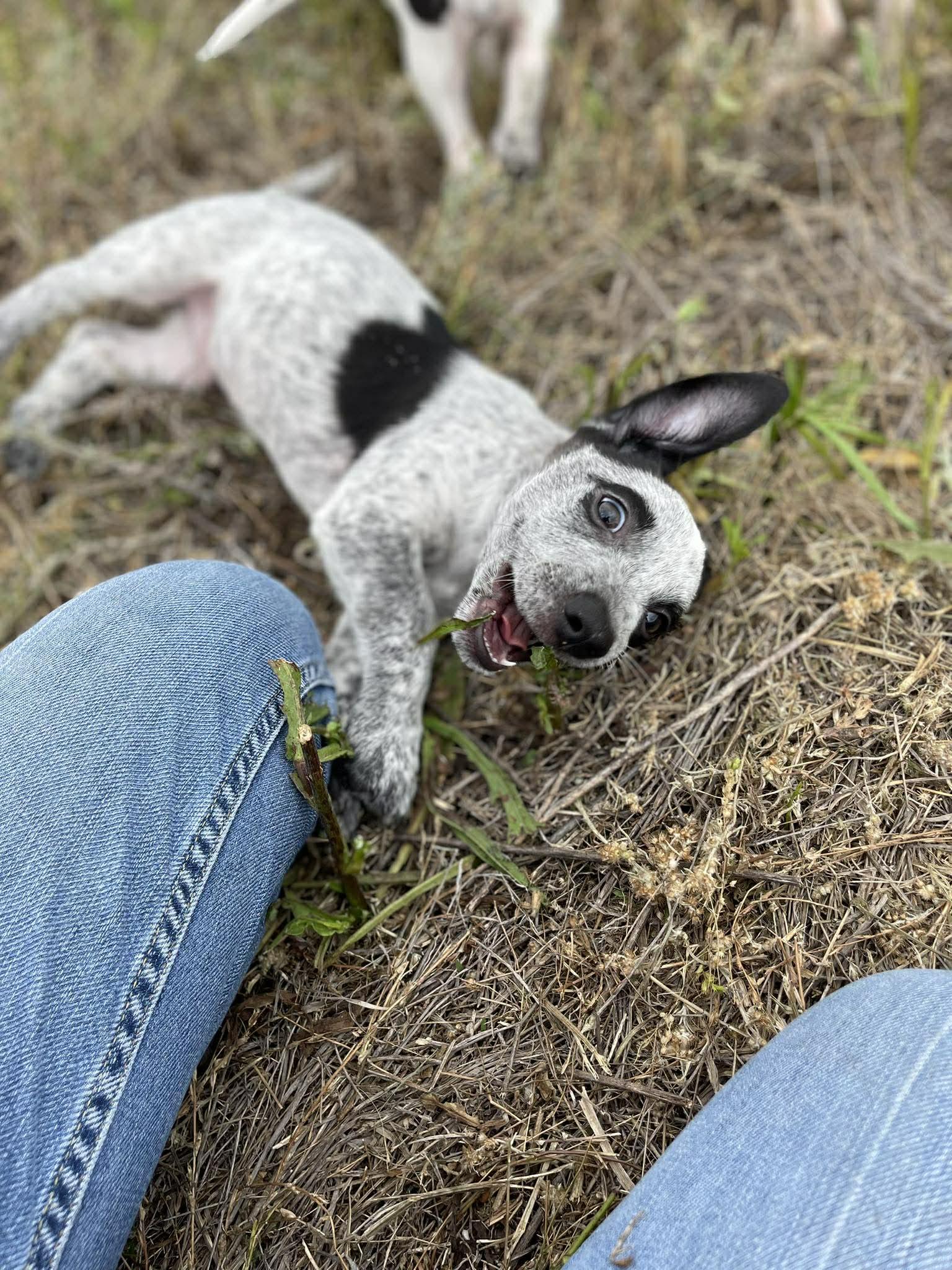 Enlarge Johnny Bee, an adopted mixed breed in Denver, CO image 4/6