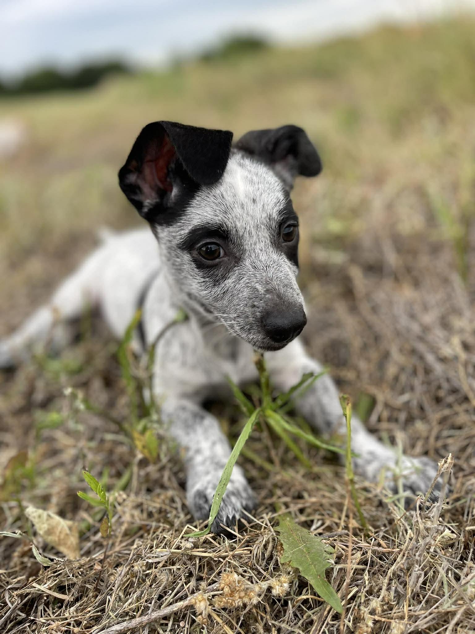 Johnny Bee, adopted, Puppy Male Chihuahua & Australian Cattle Dog / Blue Heeler.