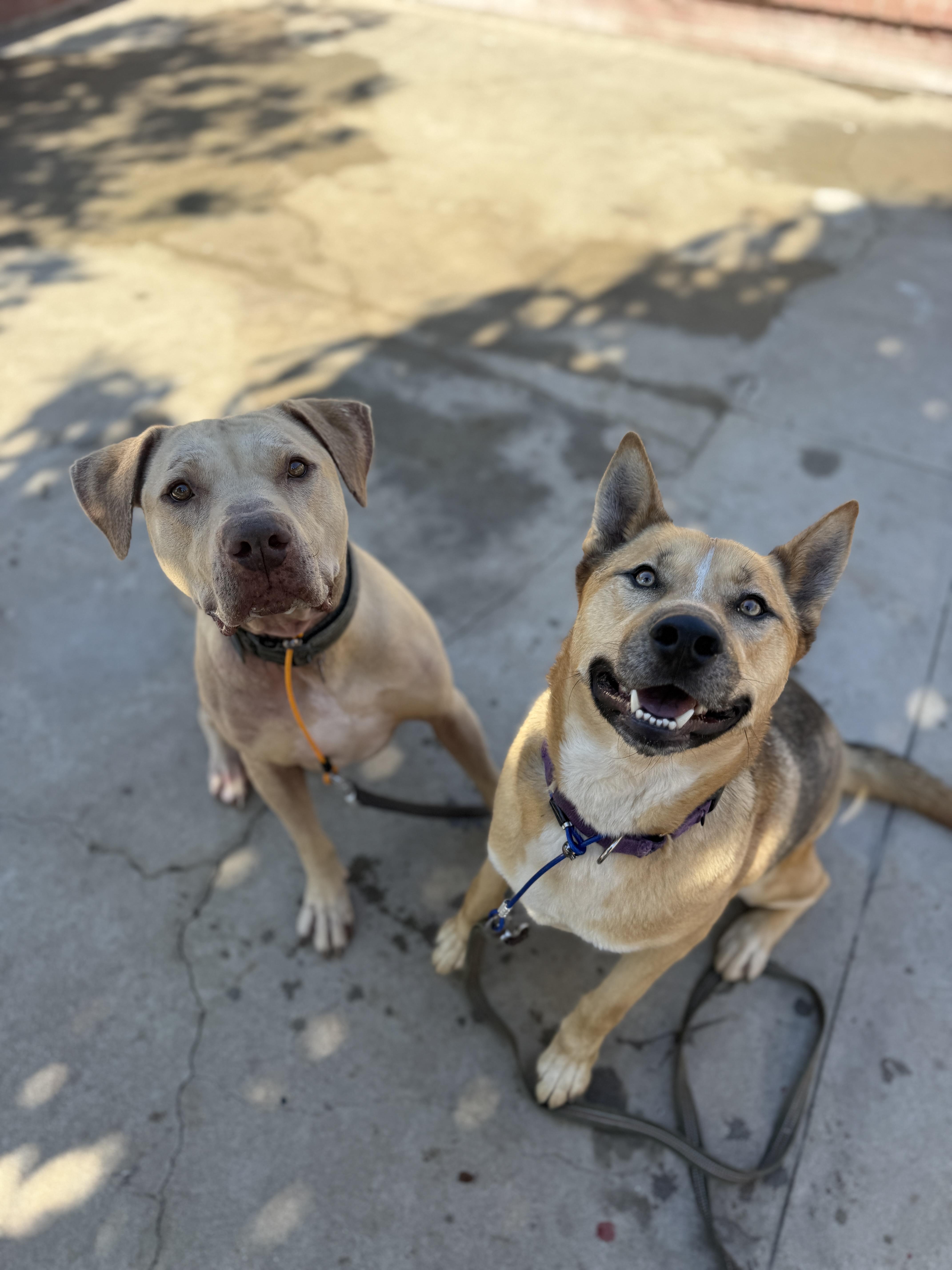 Pumba, ADOPTABLE, Adult Male Pit Bull Terrier.