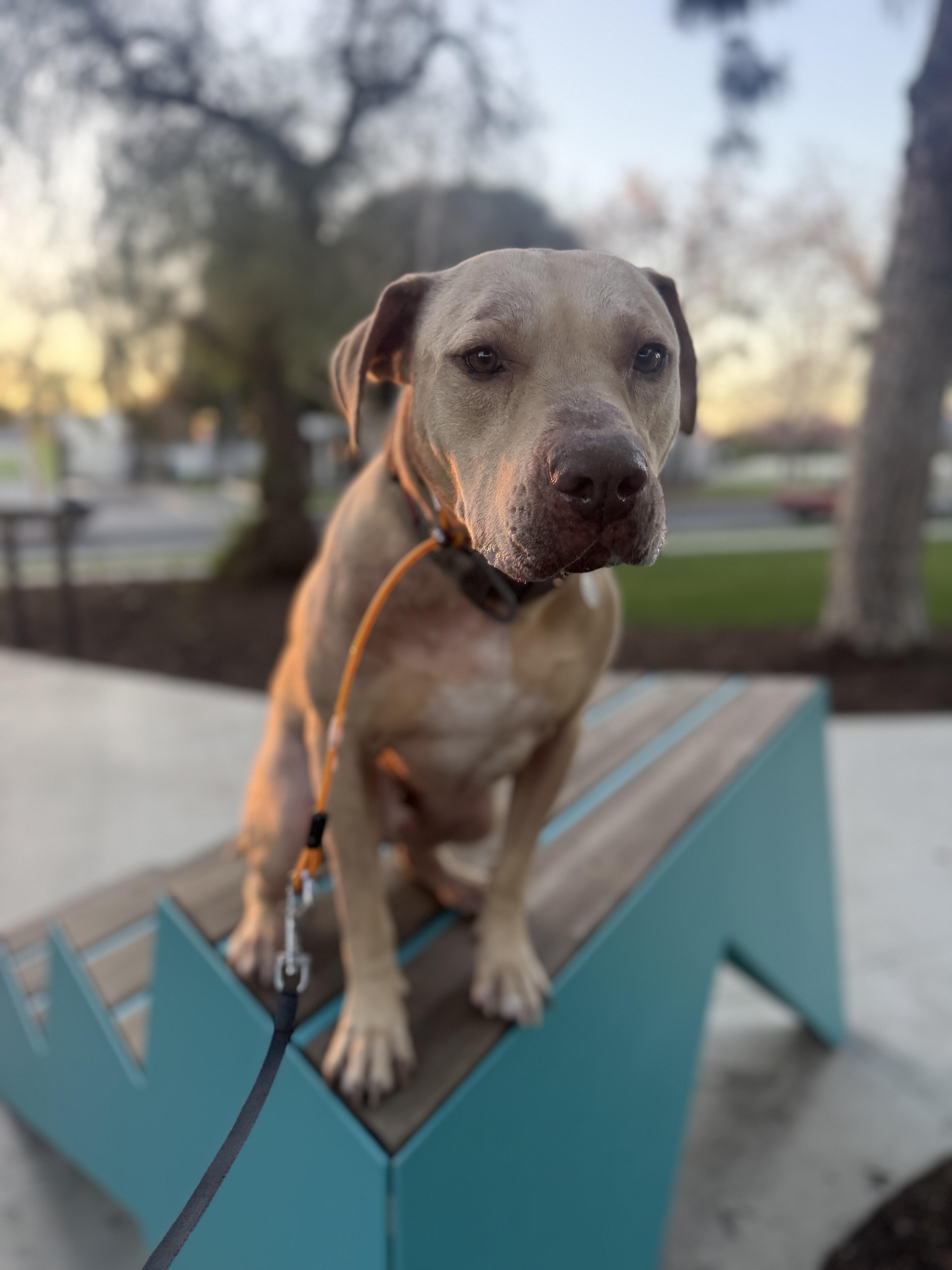 Enlarge Pumba, a ADOPTABLE mixed breed in Wilsonville, OR image 2/4