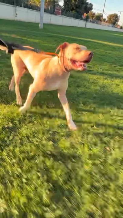 Enlarge Pumba, a ADOPTABLE mixed breed in Wilsonville, OR video 3/4