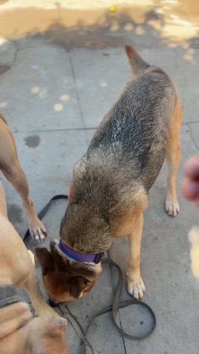 Enlarge Pumba, a ADOPTABLE mixed breed in Wilsonville, OR video 4/4