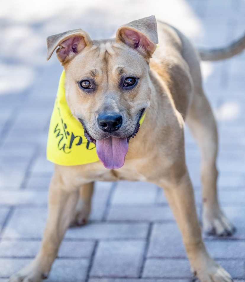Olympia, a Adoptable mixed breed in Coral Springs, FL image 1/11