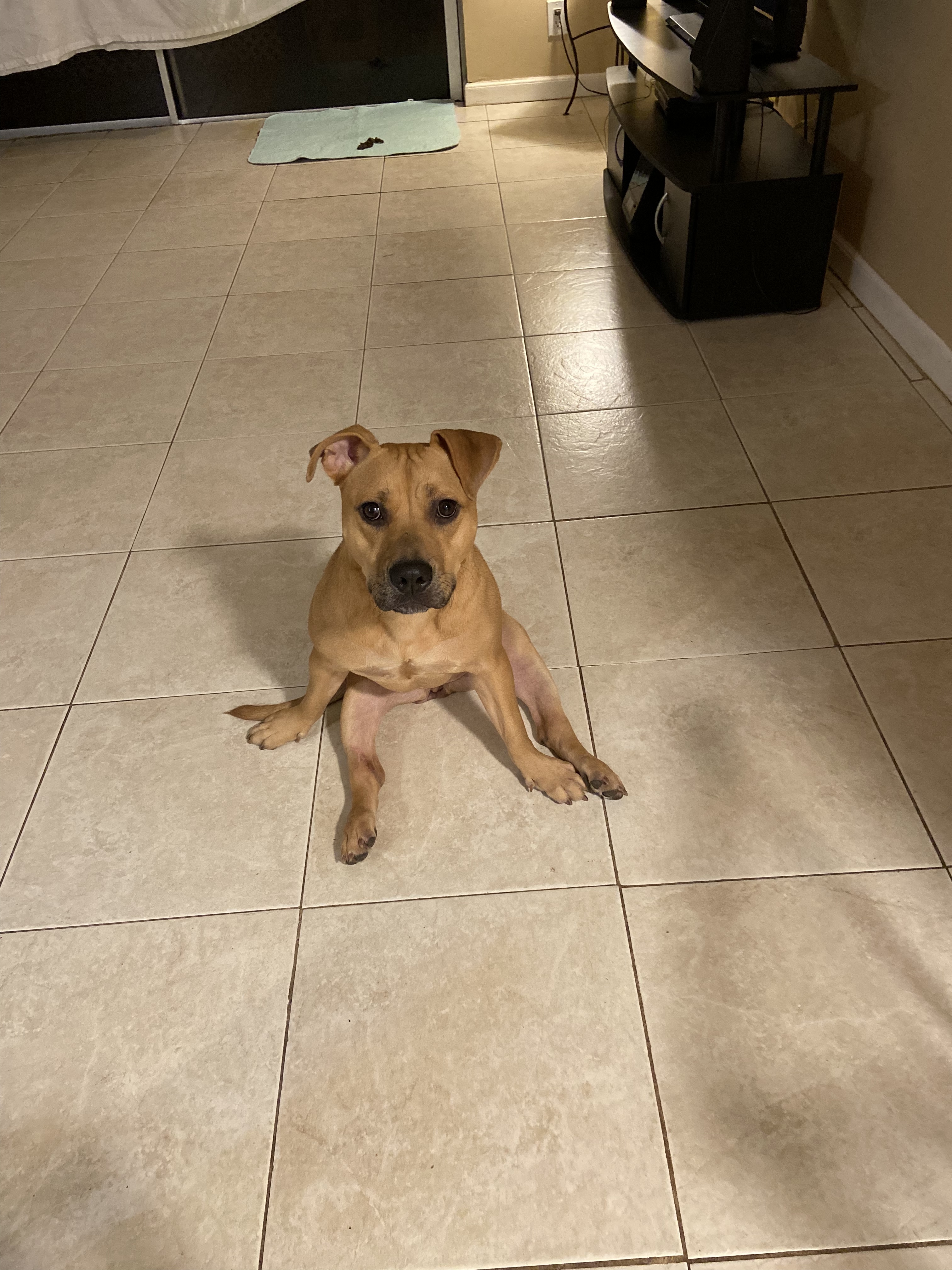 Olympia, a Adoptable mixed breed in Coral Springs, FL image 2/11