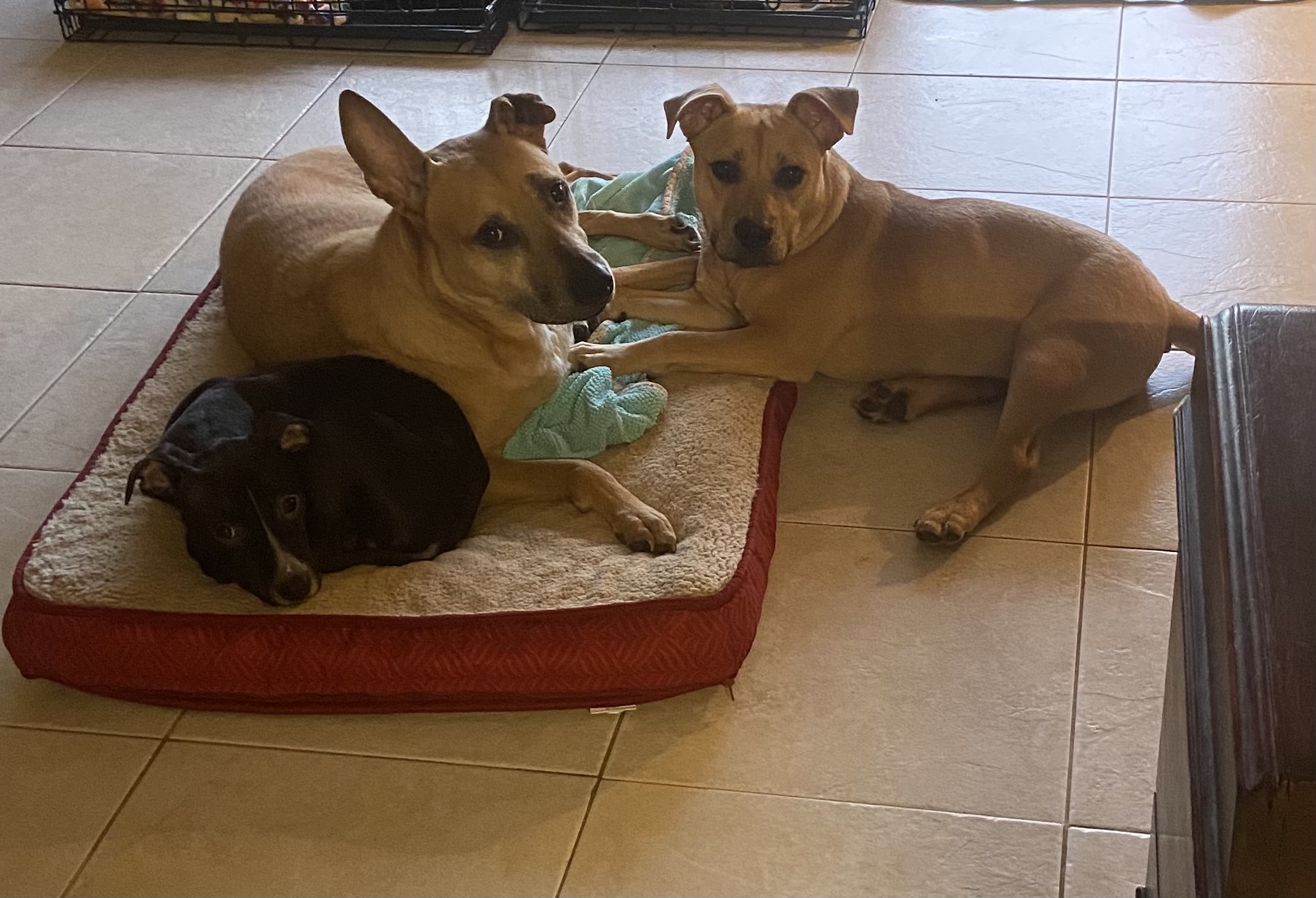 Olympia, a Adoptable mixed breed in Coral Springs, FL image 4/11