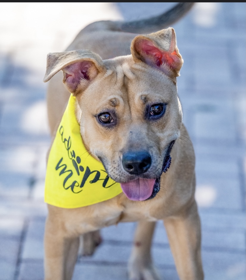 Olympia, a Adoptable mixed breed in Coral Springs, FL image 5/11