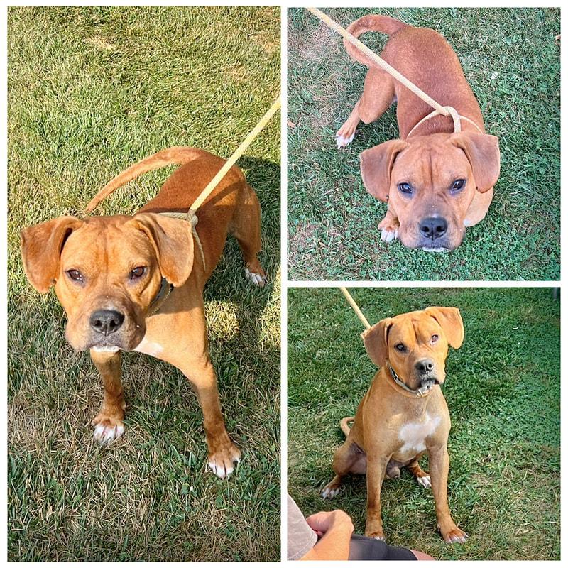 Bowser, ADOPTABLE, Young Male Boxer.