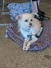 Tiptoe, Adoptable, Adult Male Chihuahua.