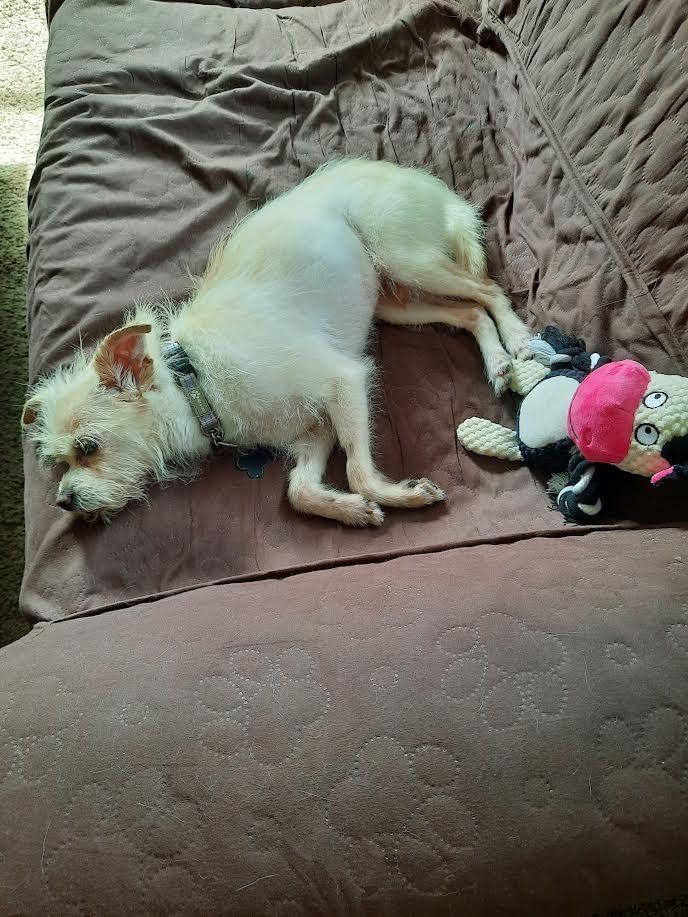 Tiptoe, a Adoptable mixed breed in Plymouth, MN image 2/3