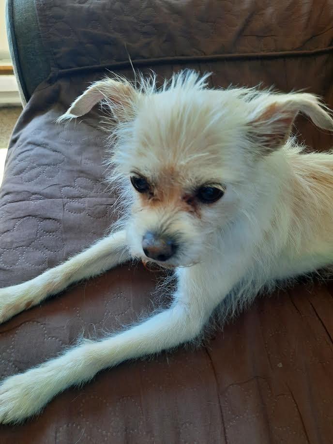 Tiptoe, a Adoptable mixed breed in Plymouth, MN image 3/3