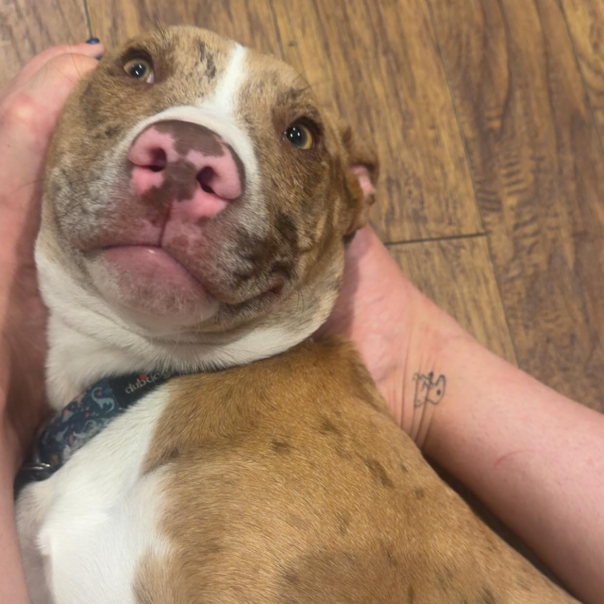 Enlarge Cheddar, a Adoptable mixed breed in Olathe, KS image 5/6