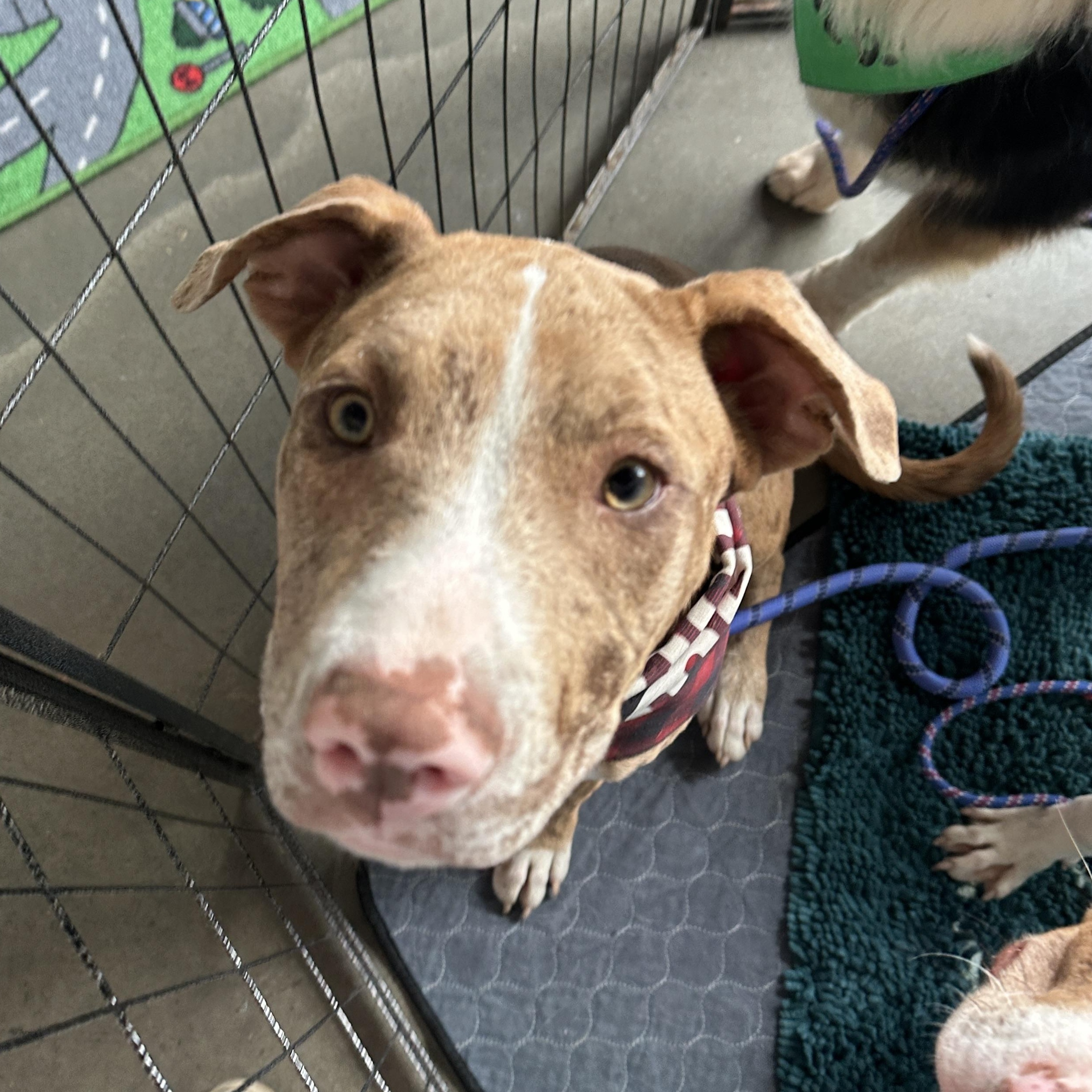 Enlarge Cheddar, a Adoptable mixed breed in Olathe, KS image 3/6