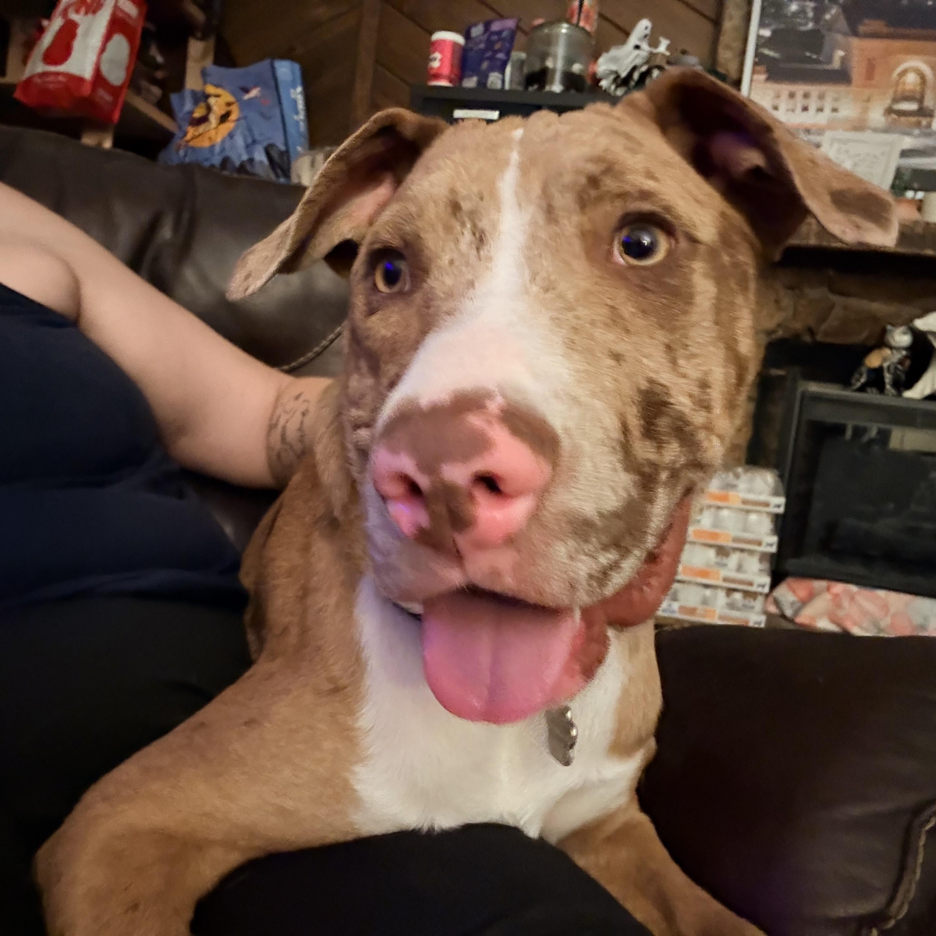Cheddar, Adoptable, Puppy Male Catahoula Leopard Dog.