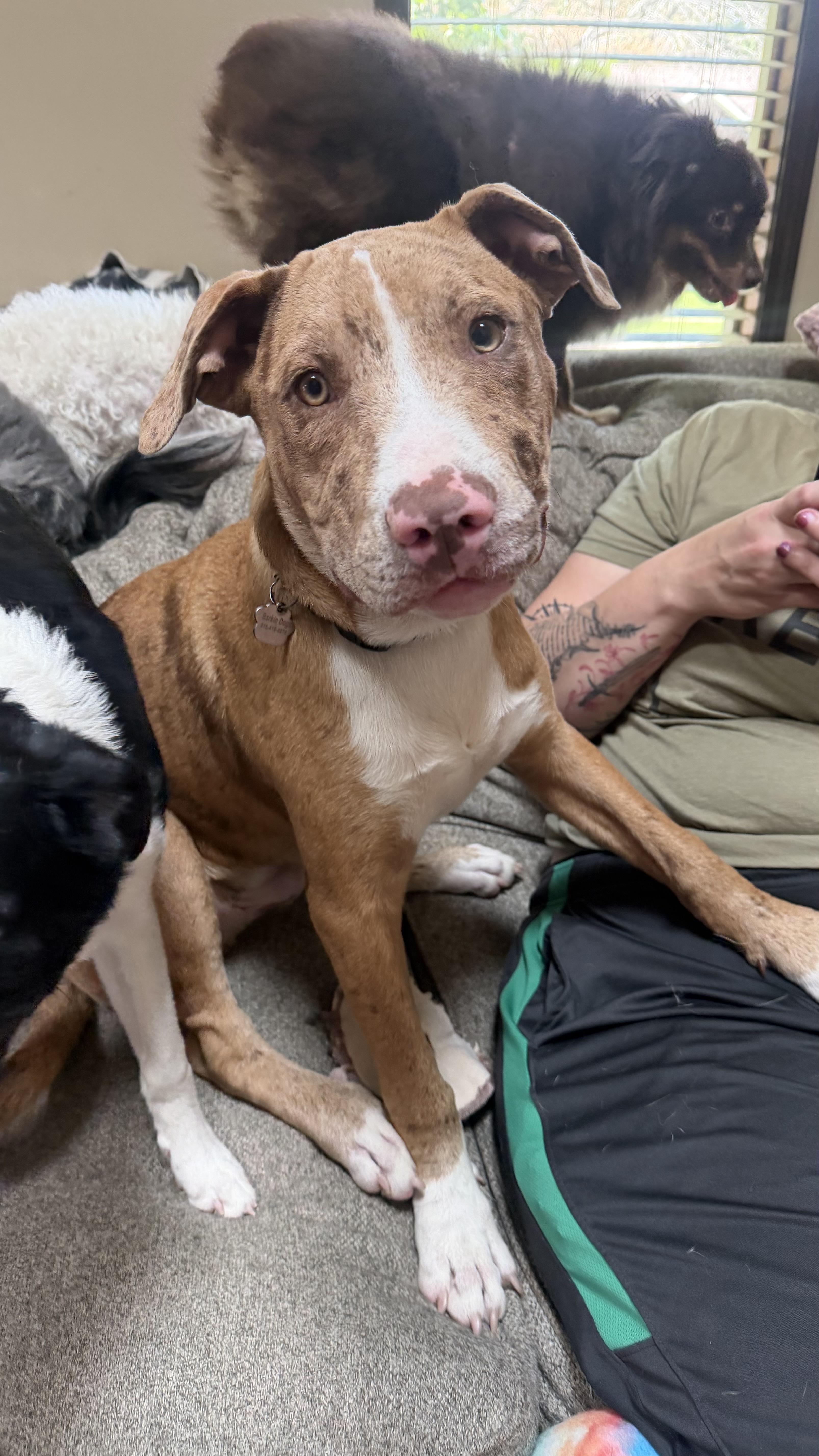 Enlarge Cheddar, a Adoptable mixed breed in Olathe, KS image 2/6